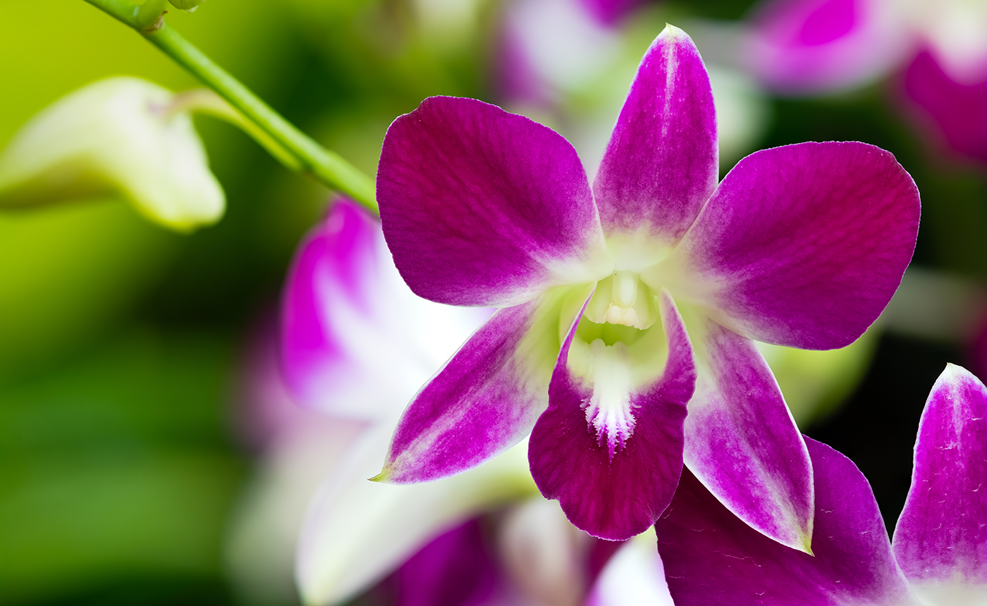 orchid thailand